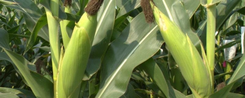 亚盛951玉米种子介绍，适宜播期4月中旬至5月中旬