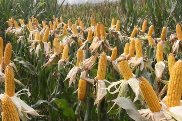 亚盛951玉米种子介绍，适宜播期4月中旬至5月中旬