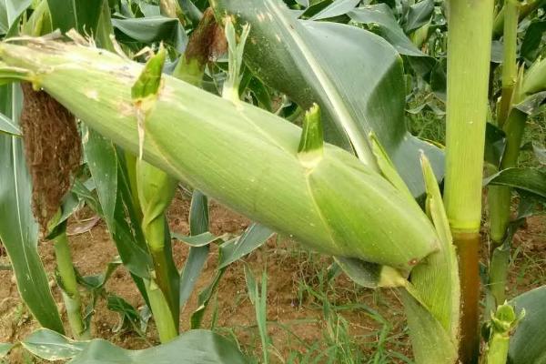 晋锋103玉米种子特征特性，适宜播期6月上中旬