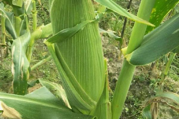 晋锋103玉米种子特征特性，适宜播期6月上中旬