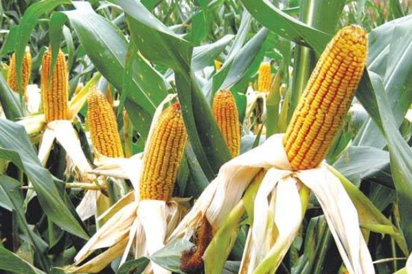 众德丰19玉米品种的特性，注意防治矮花叶病