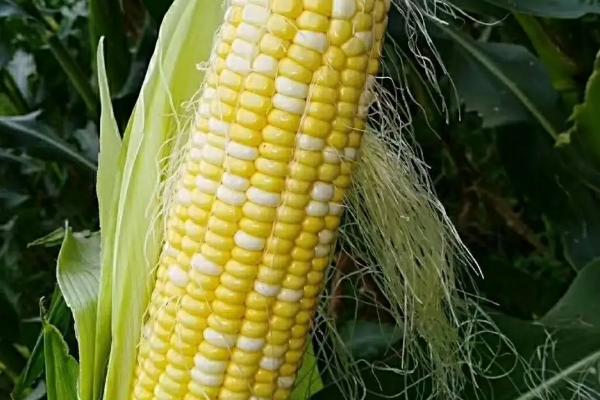 众德丰19玉米品种的特性，注意防治矮花叶病