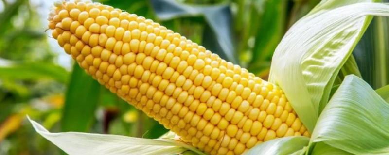 龙生66玉米种子特征特性，中抗大斑病