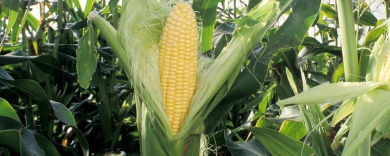 晋科101玉米种子介绍，适宜播期4月下旬至5月上旬