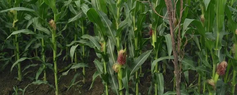 禾源919玉米种子特征特性，注意防治玉米螟