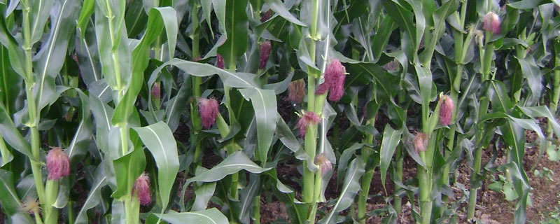 福盛园283玉米品种的特性，适宜播期6月上中旬