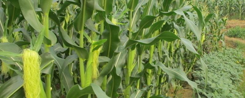 德瑞5号玉米品种简介，适宜播期4月下旬至5月上旬
