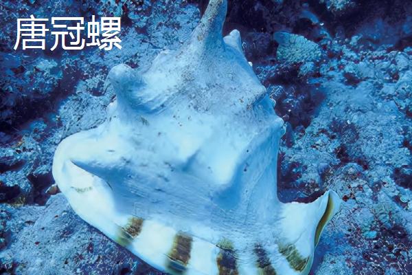 海螺怎么养，模拟海水的环境便能正常存活
