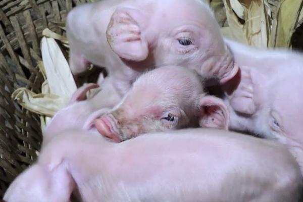 猪养多长时间可以生小猪，养5-12个月即可交配繁殖