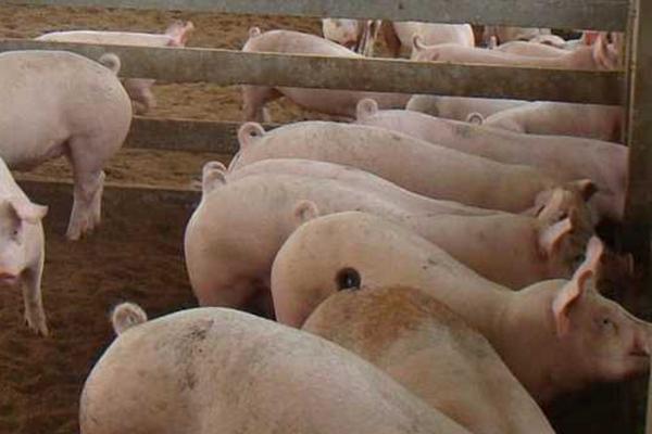 治疗猪附红体病用什么药，最有效的药物就是长效土霉素