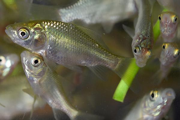 麦穗鱼的养殖方法，适合生活在室外的池塘之中