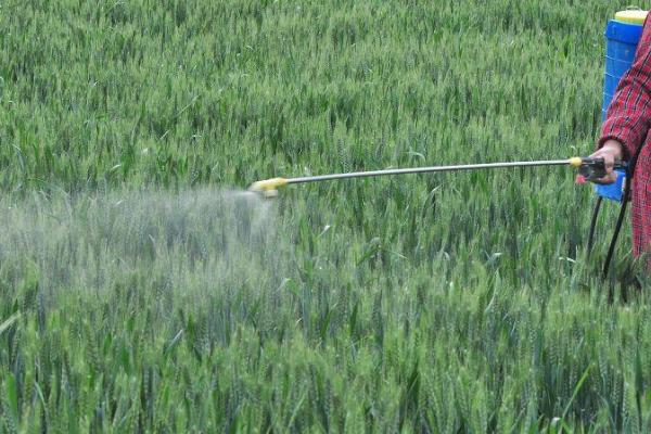 小麦一喷三防是防什么，防病虫害、防干热风和防倒伏