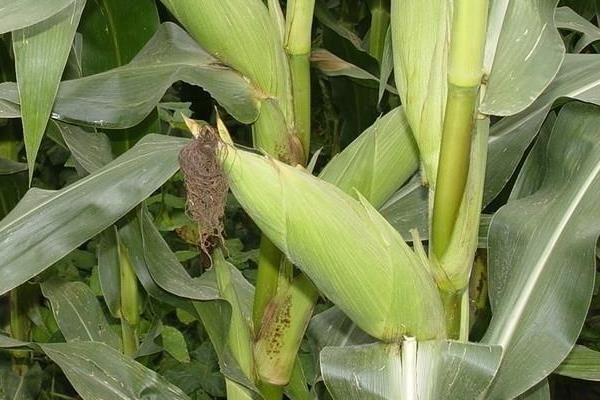 美禾288玉米种简介，注意防治玉米螟