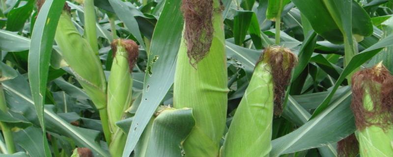 美禾288玉米种简介，注意防治玉米螟