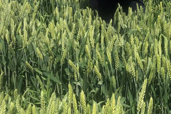 昊麦66小麦种子特点，生育期231天