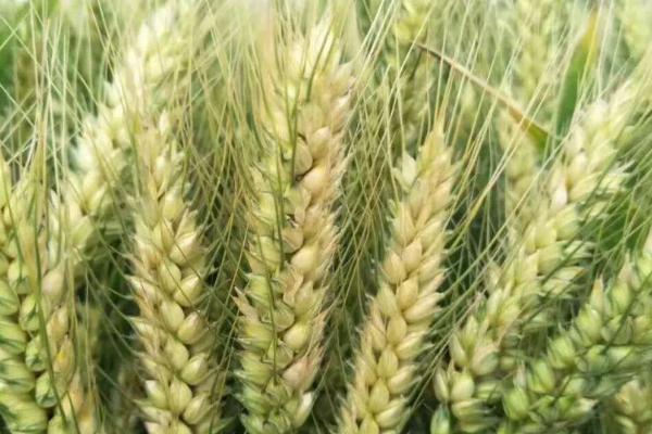 济麦4075小麦种子特点，小穗密度中