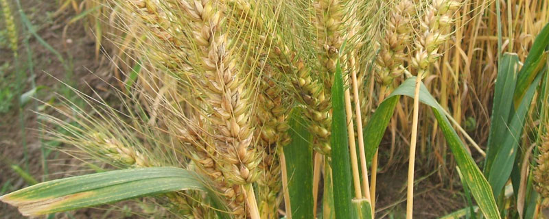 尧麦30小麦种子特征特性，小穗密度中