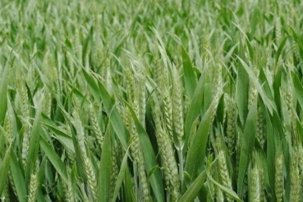 济麦4075小麦种子特点，小穗密度中