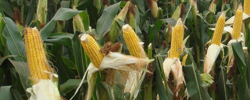禾平507（利禾915）玉米品种简介，适宜播种期4月下旬-5月上旬