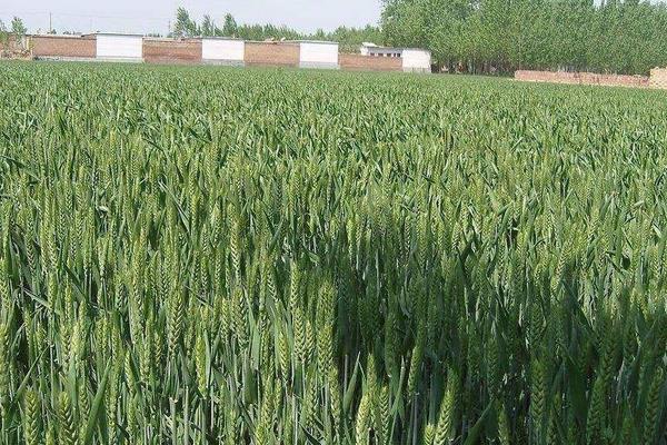 华垦麦4号小麦品种简介，出苗至成熟96天左右