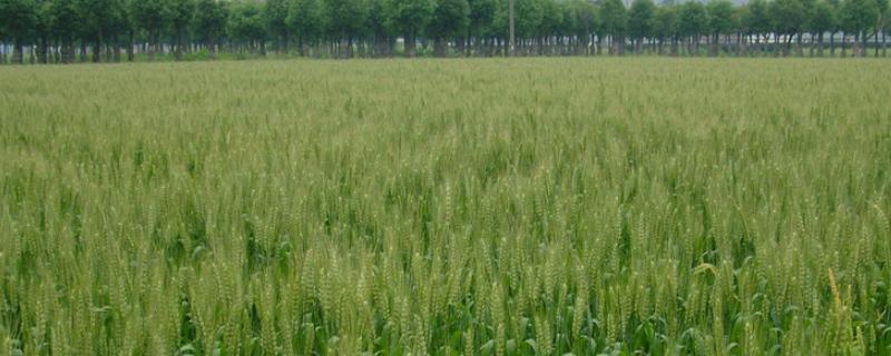 华垦麦4号小麦品种简介，出苗至成熟96天左右
