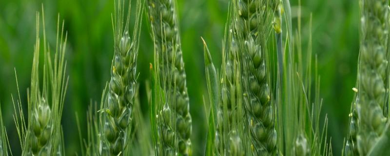龙麦96小麦品种的特性，全生育期95天