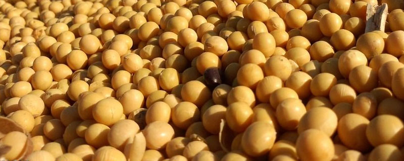 鑫兴8号大豆品种的特性，生育期116天