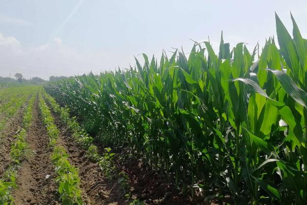 东单176玉米品种简介，适宜在肥力中上等的地块种植