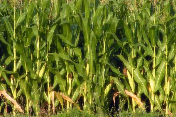 东单176玉米品种简介，适宜在肥力中上等的地块种植