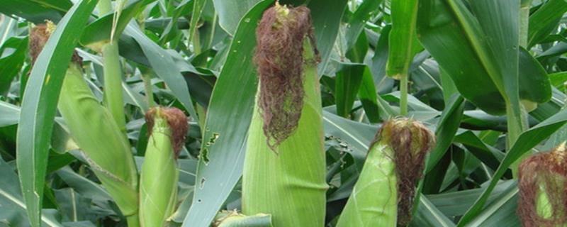 DK1187玉米种子介绍，适宜在肥力中上等的地块种植