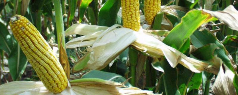 HX003玉米品种的特性，注意防治大斑病