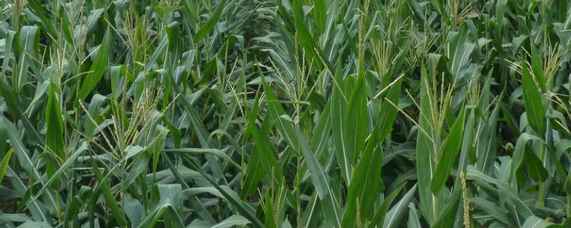 美糯521玉米种子特征特性，适宜在肥力中上等的地块种植