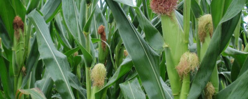 Z829玉米种子特征特性，春播出苗至成熟126天