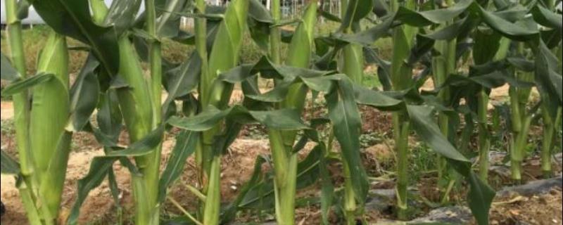 G809玉米种子特征特性，密度4000株/亩左右