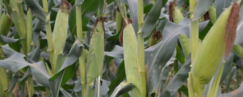G801玉米种简介，春播出苗至成熟127天