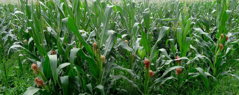 JF699玉米种子简介，适宜在肥力中上等的地块种植