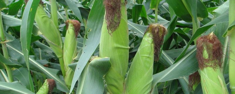 鑫金地929玉米种子特征特性，春播出苗至成熟127天