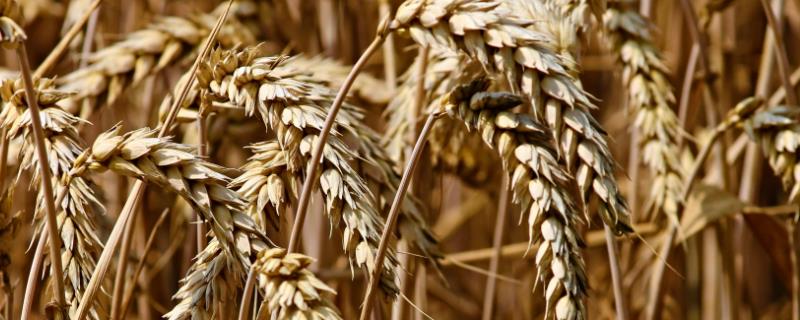小麦一叶一心期能不能打除草剂，此时不宜喷药、否则容易引发药害
