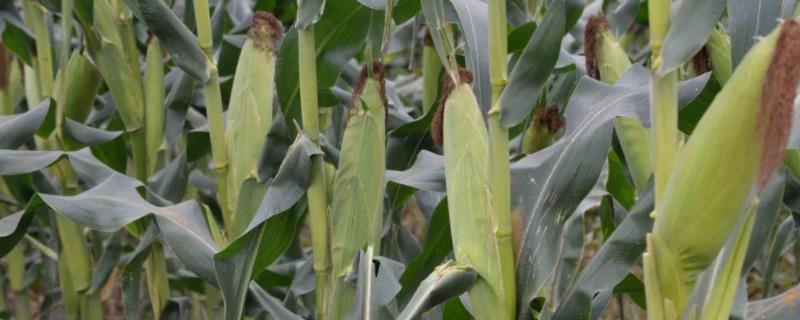 FJ2238玉米品种的特性，密度4000株/亩左右