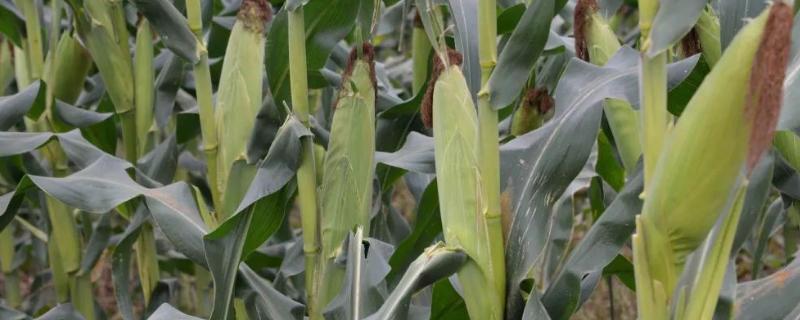 5GA8玉米品种的特性，密度4000株/亩左右