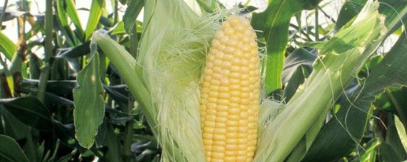 LD1号玉米品种的特性，适宜在肥力中上等的地块种植