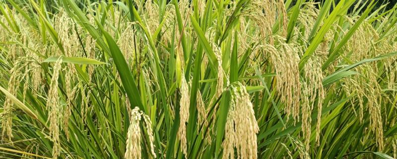 东壮2700水稻种子特点，粳型常规水稻品种