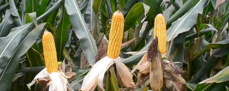 泓吉A701玉米品种的特性，4月下旬至5月上旬播种