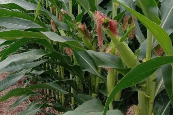 泓吉A701玉米品种的特性，4月下旬至5月上旬播种