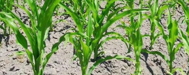 D1217玉米种简介，中等肥力以上地块栽培