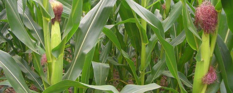 LZ570玉米种子特征特性，春播出苗至成熟129天