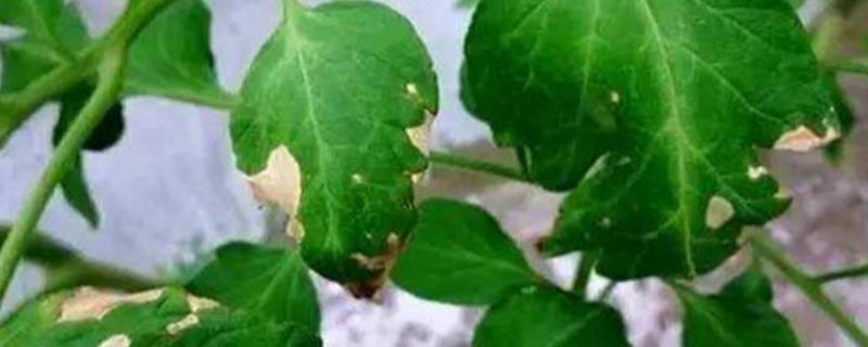 铁豆121大豆种子特征特性，注意防治病虫草害