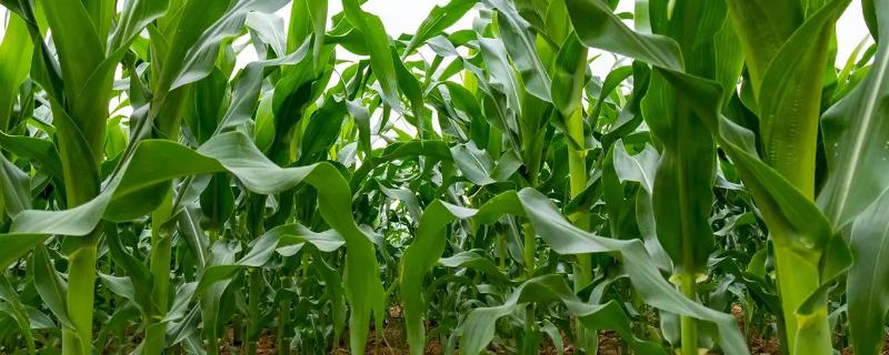 军锋69玉米品种简介，中等肥力以上地块栽培