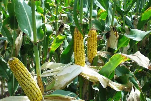 润民618玉米品种的特性，中等肥力以上地块栽培