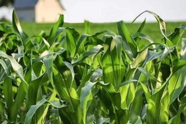 润民618玉米品种的特性，中等肥力以上地块栽培